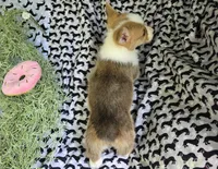Piper, a female Pembroke Welsh Corgi for sale in Joplin, MO – Photo 2 of 5