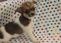 Lola, a female Chihuahua for sale in Joplin, MO – 1 of 7