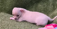 Ozaki, a female Chihuahua for sale in Joplin, MO – 10 of 10