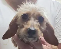 Akiko, a female Miniature Dachshund for sale in Joplin, MO – 1 of 5
