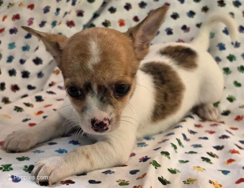 Tiana – Chihuahua puppy for sale in Joplin, MO