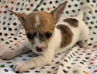 Tiana, a female Chihuahua for sale in Joplin, MO – 1 of 7
