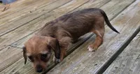 Akiko, a female Dachshund for sale in Joplin, MO – 3 of 6
