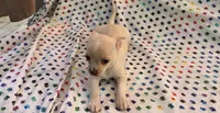 Ozaki, a female Chihuahua for sale in Joplin, MO – 5 of 6