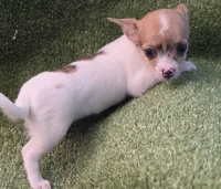 Tiana, a female Chihuahua for sale in Joplin, MO – 6 of 7