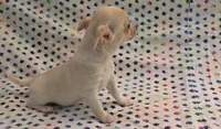 Ozaki, a female Chihuahua for sale in Joplin, MO – 4 of 6
