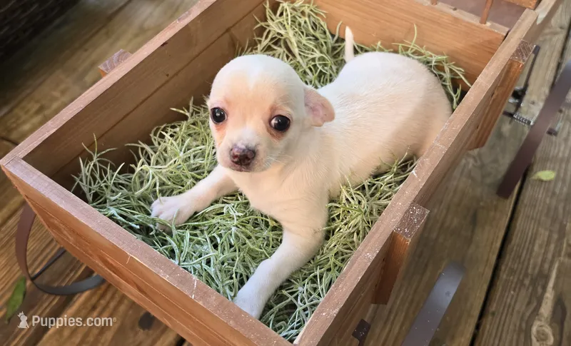 Ozaki – Chihuahua puppy for sale in Joplin, MO