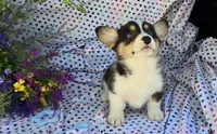Pika, a male Pembroke Welsh Corgi for sale in Joplin, MO – Photo 2 of 8