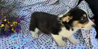 Pika, a male Pembroke Welsh Corgi for sale in Joplin, MO – Photo 3 of 8