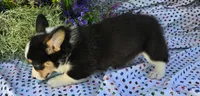 Pika, a male Pembroke Welsh Corgi for sale in Joplin, MO – Photo 8 of 8