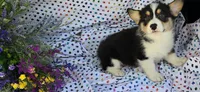 Pika, a male Pembroke Welsh Corgi for sale in Joplin, MO – Photo 4 of 8