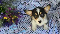 Pika, a male Pembroke Welsh Corgi for sale in Joplin, MO – Photo 1 of 8