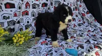 Yamato, a male Bernese Mountain Dog and Great Pyrenees for sale in Joplin, MO – Photo 2 of 5
