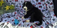 Yamato, a male Bernese Mountain Dog and Great Pyrenees for sale in Joplin, MO – Photo 4 of 5