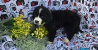 Yamato, a male Bernese Mountain Dog and Great Pyrenees for sale in Joplin, MO – Photo 1 of 5
