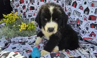 Yamato, a male Bernese Mountain Dog and Great Pyrenees for sale in Joplin, MO – Photo 5 of 5