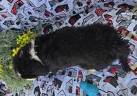 Yamato, a male Bernese Mountain Dog and Great Pyrenees for sale in Joplin, MO – Photo 3 of 5