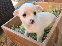 Dazia, a male Chihuahua for sale in Joplin, MO – 6 of 7