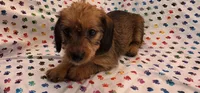 Mya, a female Dachshund for sale in Joplin, MO – 2 of 6