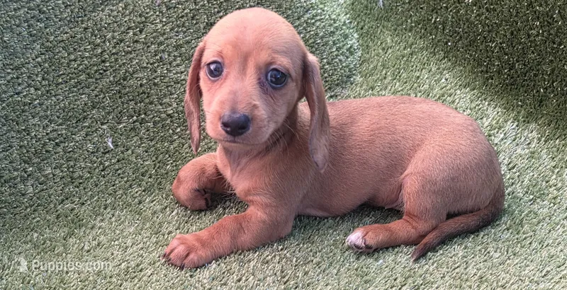 Koyka – Dachshund puppy for sale in Joplin, MO