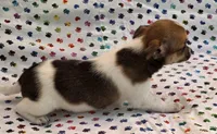 Lola, a female Chihuahua for sale in Joplin, MO – 6 of 7