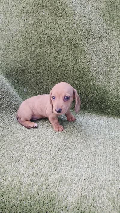 Koyka, a female Dachshund for sale in Joplin, MO – 6 of 6