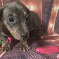 Mitta, a female Dachshund for sale in Joplin, MO – Photo 6 of 6