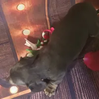 Mitta, a female Dachshund for sale in Joplin, MO – Photo 5 of 6