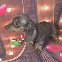 Mitta, a female Dachshund for sale in Joplin, MO – Photo 4 of 6