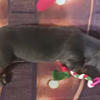 Mitta, a female Dachshund for sale in Joplin, MO – Photo 3 of 6