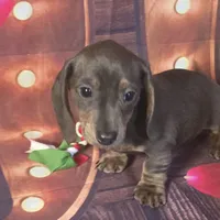 Mitta, a female Dachshund for sale in Joplin, MO – Photo 1 of 6