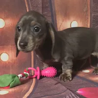Mitta, a female Dachshund for sale in Joplin, MO – Photo 2 of 6