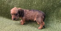 Mya, a female Dachshund for sale in Joplin, MO – 3 of 6