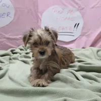 Daisy, a female Yorkshire Terrier for sale in Fort Worth, TX – Photo 2 of 4