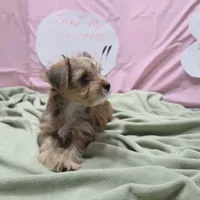 Daisy, a female Yorkshire Terrier for sale in Fort Worth, TX – Photo 3 of 4