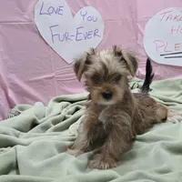 Daisy, a female Yorkshire Terrier for sale in Fort Worth, TX – Photo 1 of 4