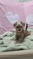 Daisy, a female Yorkshire Terrier for sale in Fort Worth, TX – Photo 1 of 4