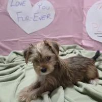 Daisy, a female Yorkshire Terrier for sale in Fort Worth, TX – Photo 4 of 4