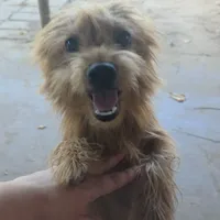 Molly, a female Yorkshire Terrier for sale in Fort Worth, TX – Photo 1 of 2