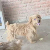 Molly, a female Yorkshire Terrier for sale in Fort Worth, TX – Photo 2 of 2