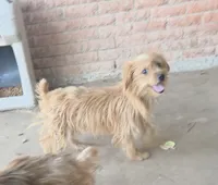 Molly, a female Yorkshire Terrier for sale in Fort Worth, TX – Photo 2 of 2