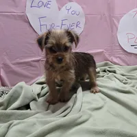 Lula, a female Yorkshire Terrier for sale in Fort Worth, TX – Photo 1 of 6
