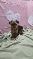 Lula, a female Yorkshire Terrier for sale in Fort Worth, TX – Photo 1 of 6