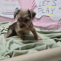 Lula, a female Yorkshire Terrier for sale in Fort Worth, TX – Photo 5 of 6