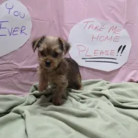 Lula, a female Yorkshire Terrier for sale in Fort Worth, TX – Photo 4 of 6