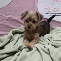 Lula, a female Yorkshire Terrier for sale in Fort Worth, TX – Photo 3 of 6