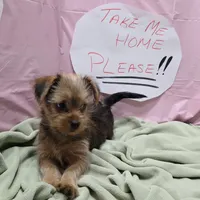 Lula, a female Yorkshire Terrier for sale in Fort Worth, TX – Photo 6 of 6