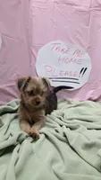 Lula, a female Yorkshire Terrier for sale in Fort Worth, TX – Photo 6 of 6