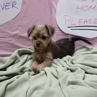 Lula, a female Yorkshire Terrier for sale in Fort Worth, TX – Photo 2 of 6