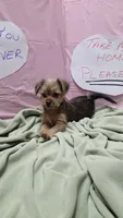 Lula, a female Yorkshire Terrier for sale in Fort Worth, TX – Photo 2 of 6